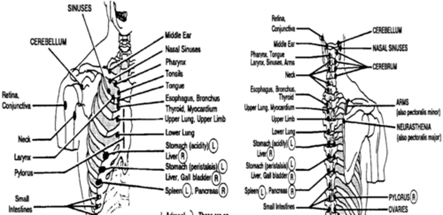 <p>anterior: 5th ICS on left</p><p>posterior: T5 on left</p>