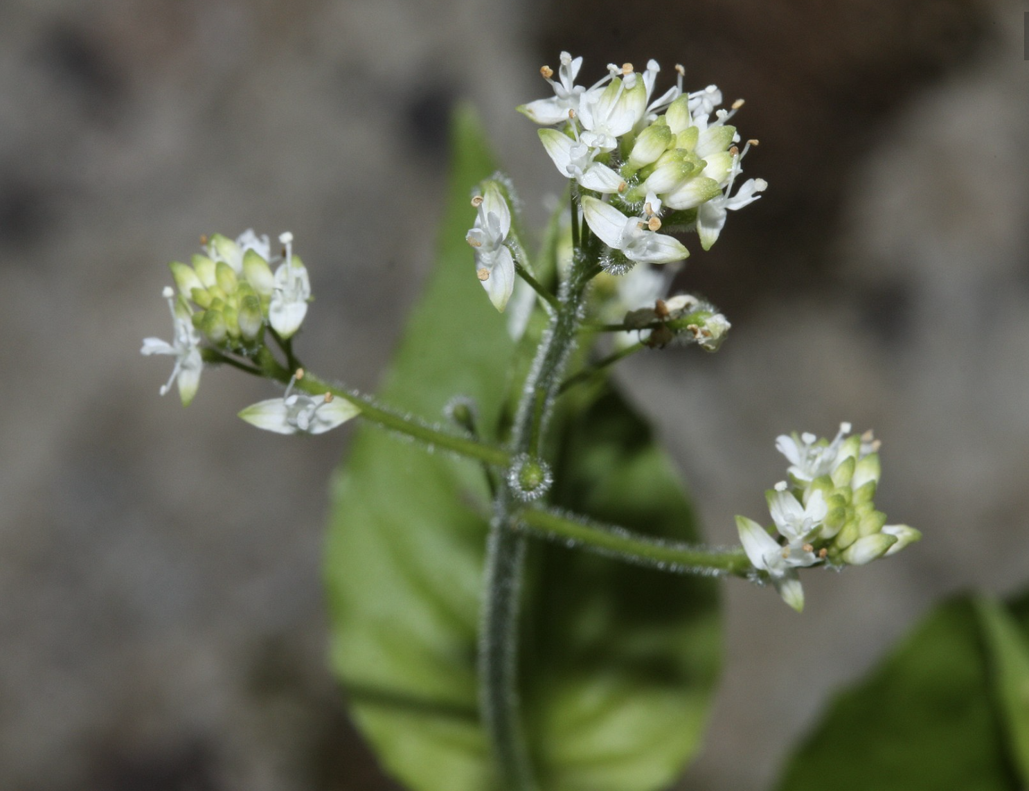 <p>Circaea alpina </p>