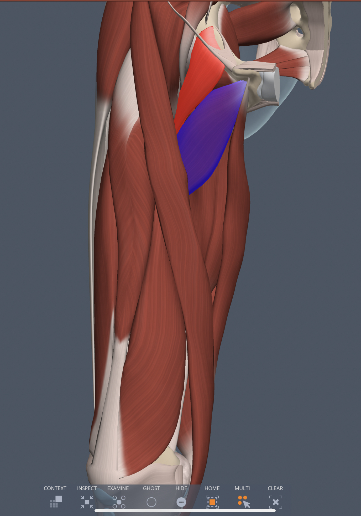 adductor brevis (medial thigh) origin
