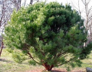 <p>2 needles in the bundle and 3-5” long w/ hemlock sized cones</p>