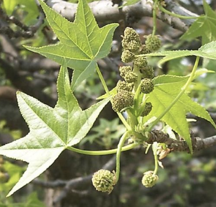 <p><em>Liquidambar styraciflua</em></p><ul><li><p><strong>simple alternate, star shape, uniform, blunt teeth</strong></p></li><li><p>spur branches</p></li><li><p><strong>fruit green, then brown</strong></p></li><li><p>spongy, tan-brown bark</p></li><li><p>corky ring on branch edge</p></li><li><p>orange-red in fall</p></li></ul><p></p>