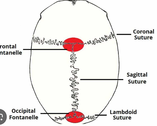 <ul><li><p>sagittal </p></li><li><p>coronal </p></li><li><p>lambdoid</p></li><li><p>squamous </p></li></ul><p></p>