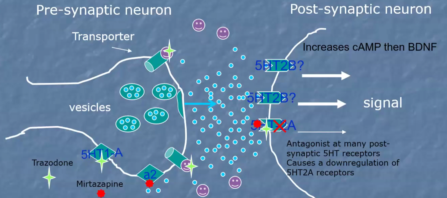 <p>Noradrenergic receptors</p><ol><li><p><span style="color: green;">In depression monoamine (NE, serotonin & dopamine) neurotransmission is reduced</span></p></li><li><p><span style="color: green;">As a response, its receptors on the other side of the synaptic cleft are upregulated to increase uptake of the monoamines</span></p></li><li><p>What antidepressants do is block norepinephrine transporters (NET) that reuptake leftover NE, that way they can stay in the cleft for longer</p></li><li><p>At first, alpha2 autoreceptors have a negative feedback that prevents NE from being released into the synaptic cleft</p></li><li><p>After some desensitization, NE release becomes normal again </p></li><li><p><span style="color: green;">Results in increased cAMP → increased krebs, Increased BDNF → increases neurogenesis → antidepressants take effect</span></p></li></ol><p>Serotonergic receptors</p><ol><li><p><span style="color: green;">In depression monoamine (NE, serotonin & dopamine) neurotransmission is reduced</span></p></li><li><p><span style="color: green;">As a response, its receptors on the other side of the synaptic cleft are upregulated to increase uptake of the monoamines</span></p></li><li><p>What antidepressants do is block serotonin transporters (SERT) that reuptake leftover serotonin, that way they can stay in the cleft for longer</p></li><li><p>At first, 5HT1A autoreceptors have a negative feedback that prevents serotonin from being released into the synaptic cleft</p></li><li><p>After some desensitization, serotonin release becomes normal again → antidepressants take effect</p></li><li><p><span style="color: green;"><mark data-color="#ffffff" style="background-color: rgb(255, 255, 255); color: inherit;">Results in increased cAMP → increased krebs, Increased BDNF → increases neurogenesis → antidepressants take effect</mark></span></p></li></ol><p></p>
