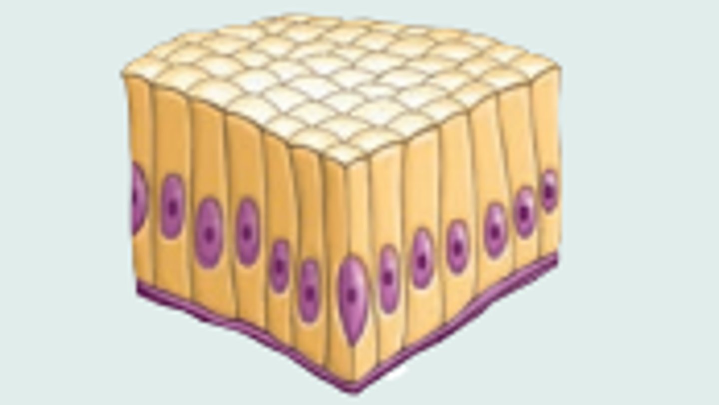 <p>Description: Single layer of tall cells that have round to oval nuclei; some tissue types contain ciliated cells, others contain microvilli; most tissue types contain mucus-secreting goblet cells (unicellular glands).</p><p>Function: Secretion or absorption.</p><p>Location: Nonciliated type lines the gastrointestinal tract (stomach to rectum), and ducts of some glands; ciliated type lines small bronchi of the lungs, uterine tubes, and parts of the uterus</p>
