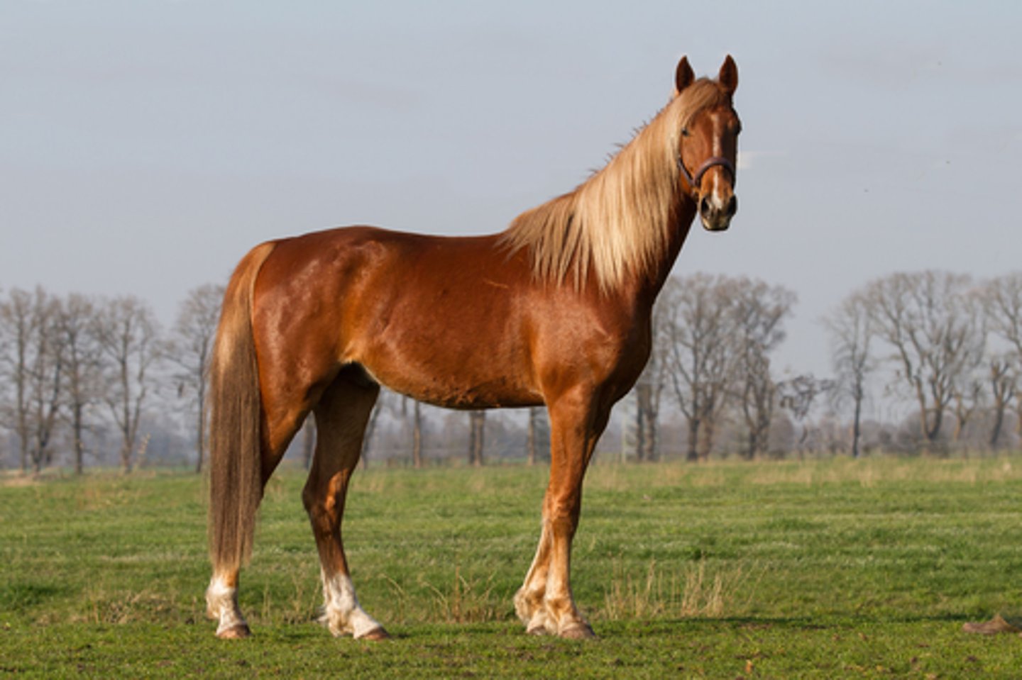 <p>what breed of horse is this?</p>