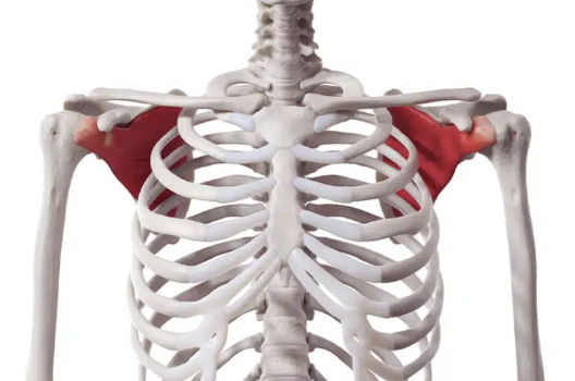<p>located anteriorly, superficial to the subscapular fossa</p><ul><li><p>rotates arm medially</p></li></ul><p></p>