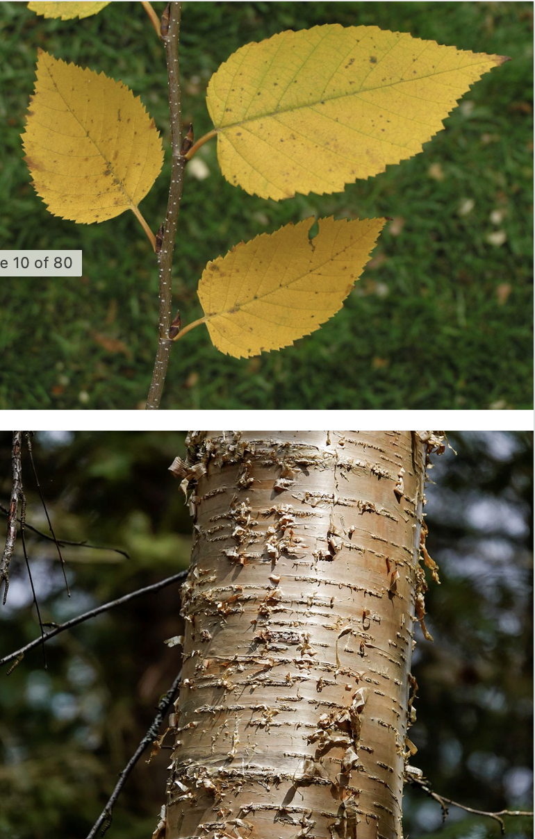 <p><span>yellow-ish bronze exfoliating bark​; simple, ovate leaves that are finely serrated and alternate; used for furniture, tool handles, and boxes </span></p>
