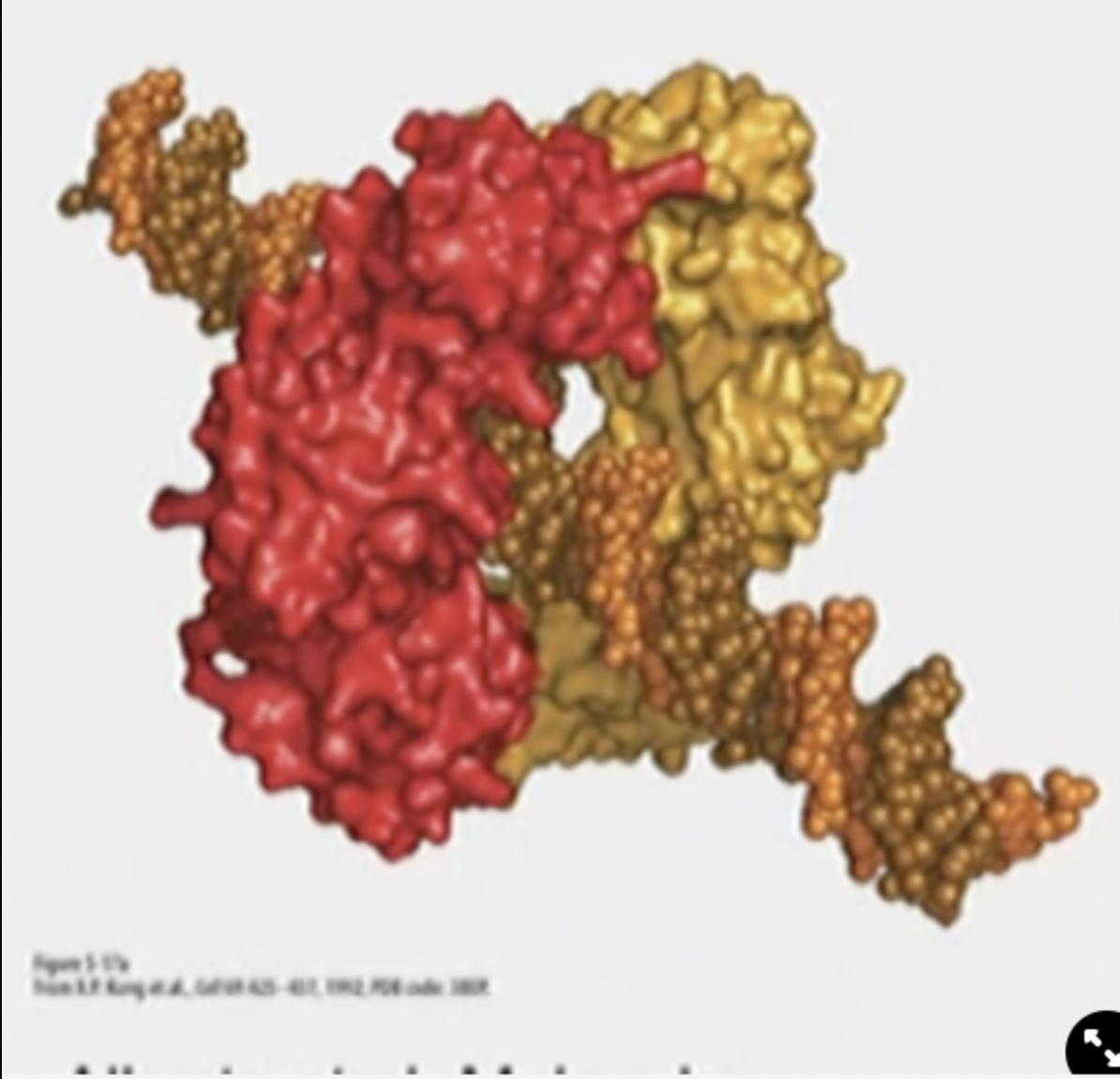 * Holds onto DNA pol. from behind to prevent it from falling off.
* Ring shaped