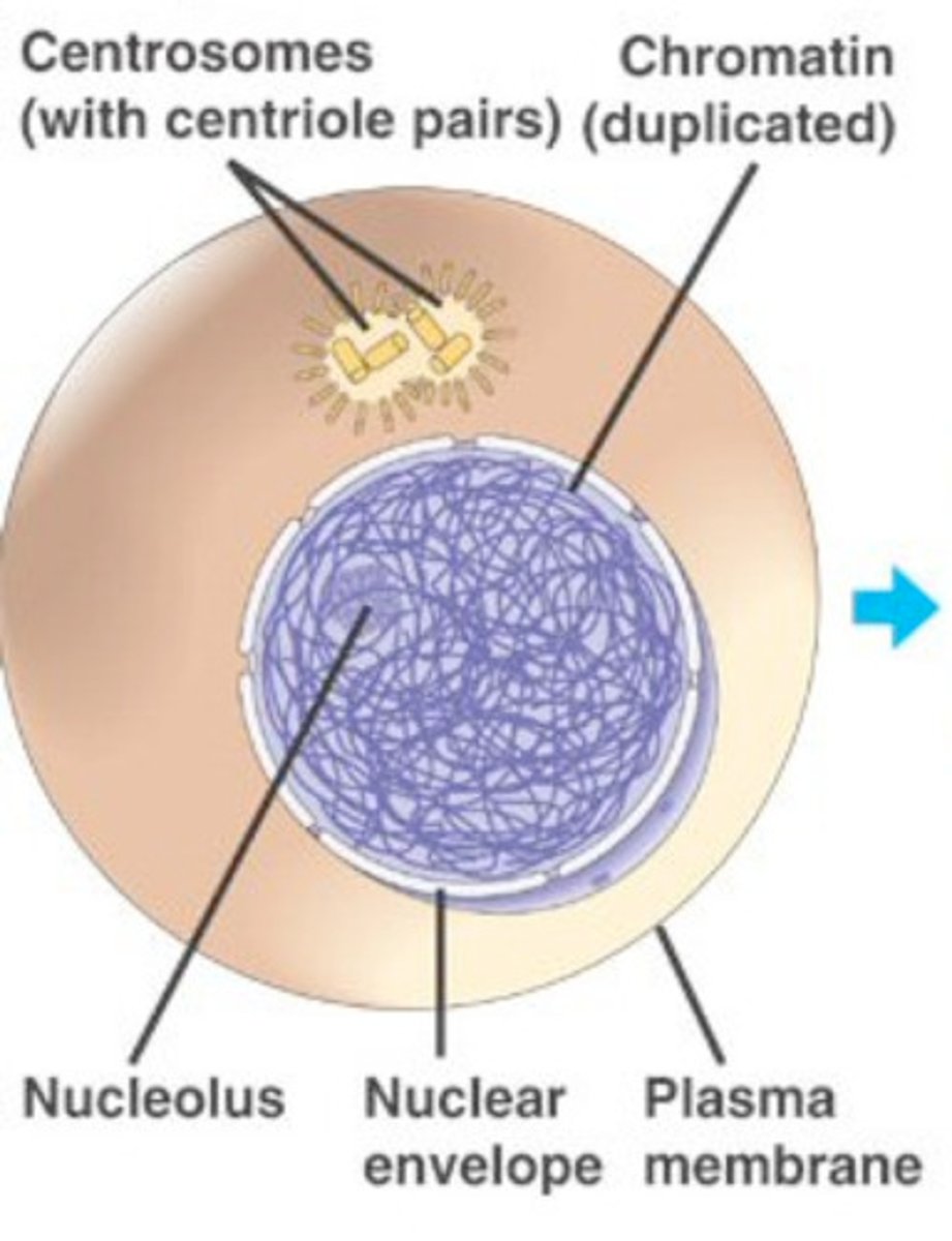 <p>Cell grows, performs its normal functions, and prepares for division; consists of G1, S, and G2 phases</p>
