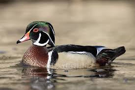 <p>What bird is this?</p>