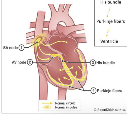 <p>"The heart is electric. Co-ordination of contraction by a conducting system or ""nodes"". </p>