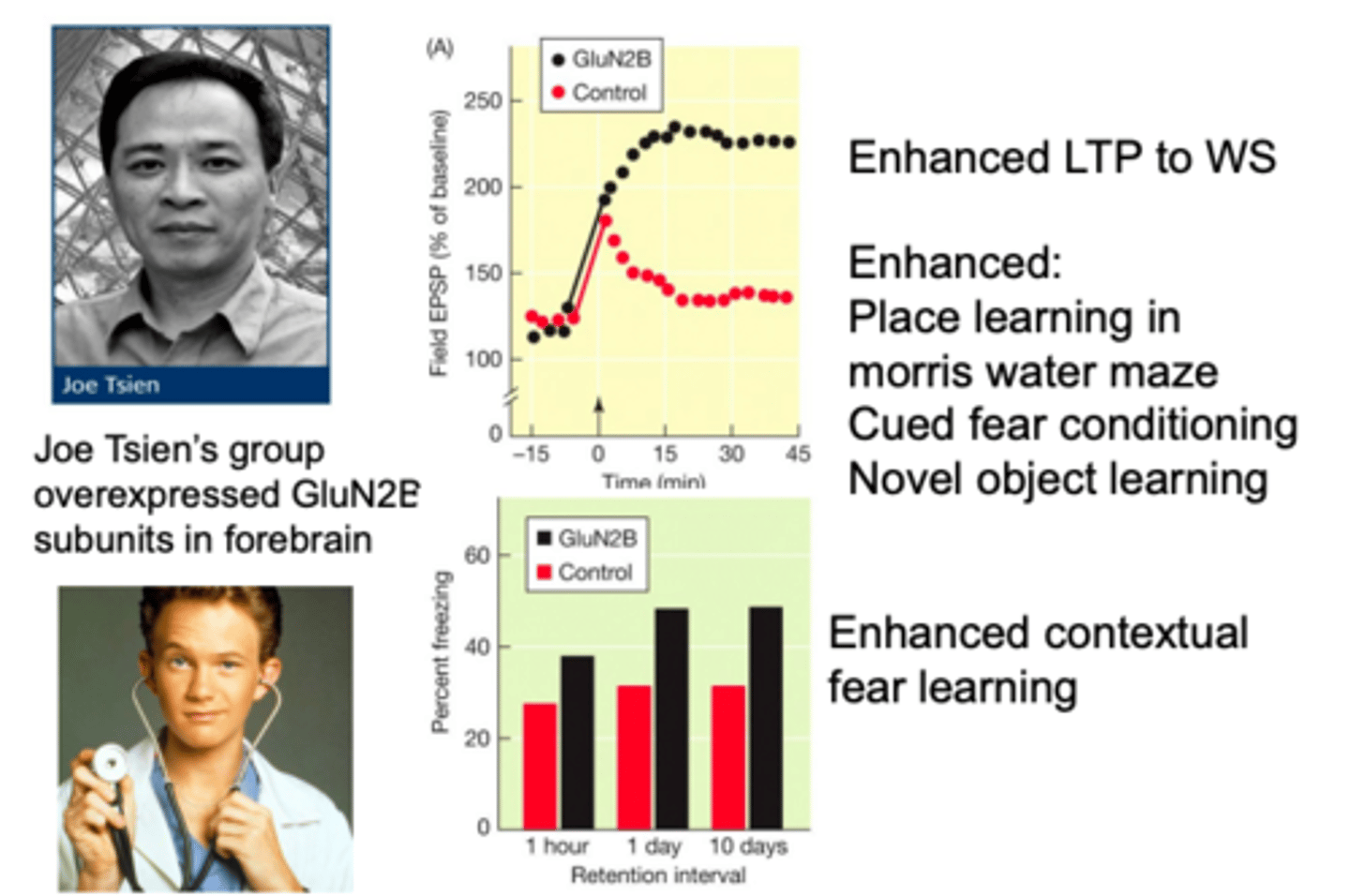 <p>genetically modified mice (NR2B gene) engineered to have enhanced learning and memory</p>