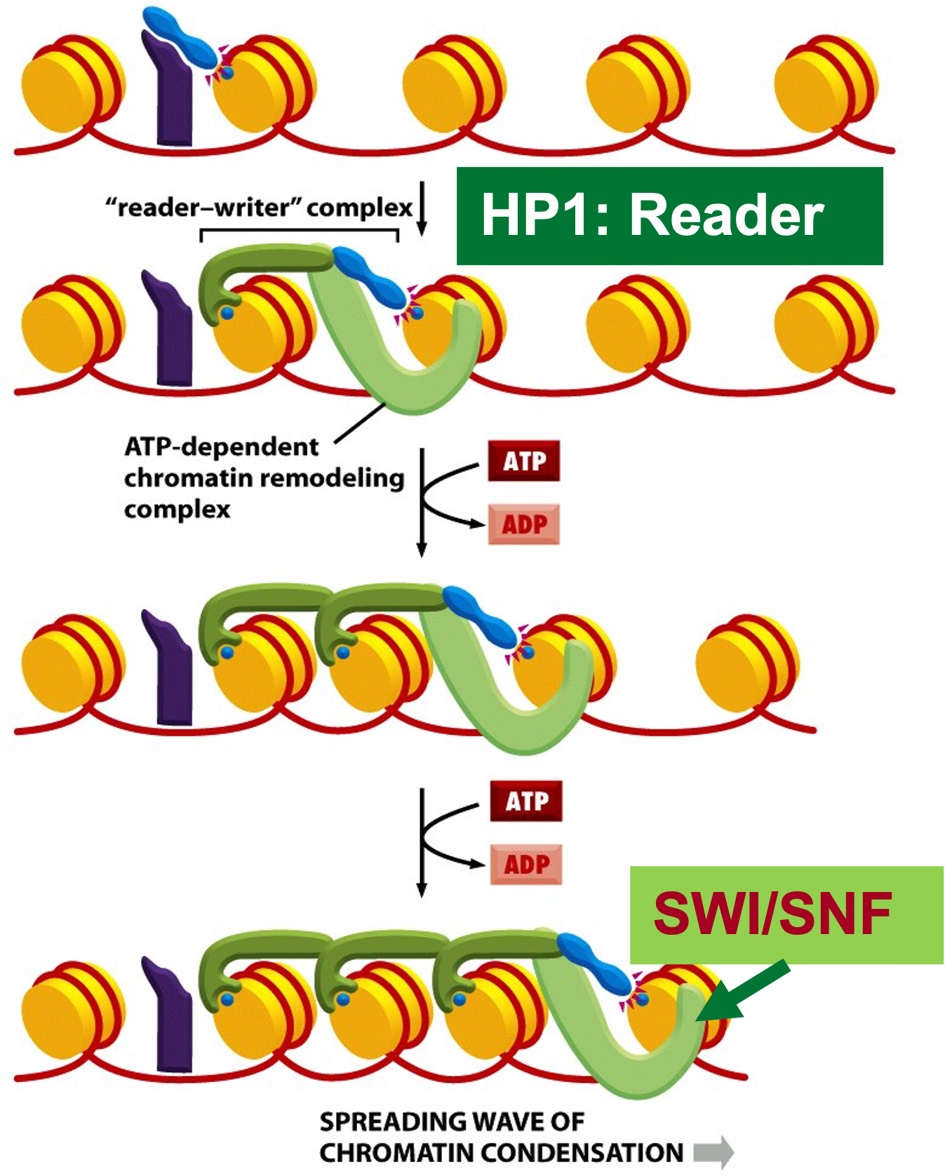 <p>HMT (writer) puts on methyl marks</p><p>HP1 (reader) recognizes H3K9me3</p><p>SWI/SNF remodels histones and requires ATP.</p>