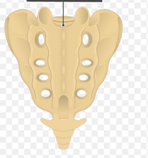 <p>what component of the sacrum is this?</p>