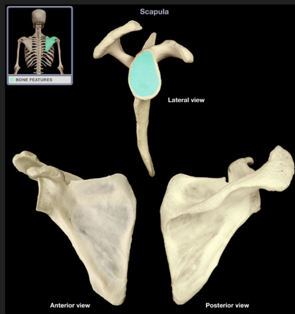 <p><span style="font-family: Arial, sans-serif; color: rgb(45, 59, 69)">lateral aspect of scapula which serves as point of articulation with the humerus</span></p>