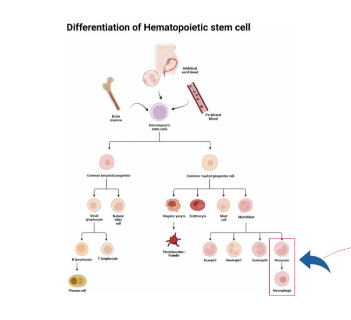 <ul><li><p>Osteoklaster härstammar från hemtopetiska stamceller(blodstamceller, ex i benmärgen)</p></li><li><p>Hematopoetiska stamceller differentierar till monocyter som i sin tur differentierar till makrofager</p></li><li><p>Både monocyter och makrofager kan differentiera till preosteoklaster</p></li><li><p>Flera preosteoblaster fusionerar och bildar en mångkärnig, mogen osteoklast</p></li></ul><p><strong>Hemapoetisk stamcell→(monocyt→makrofag)→preosteoklast→osteoklast</strong></p><p></p>