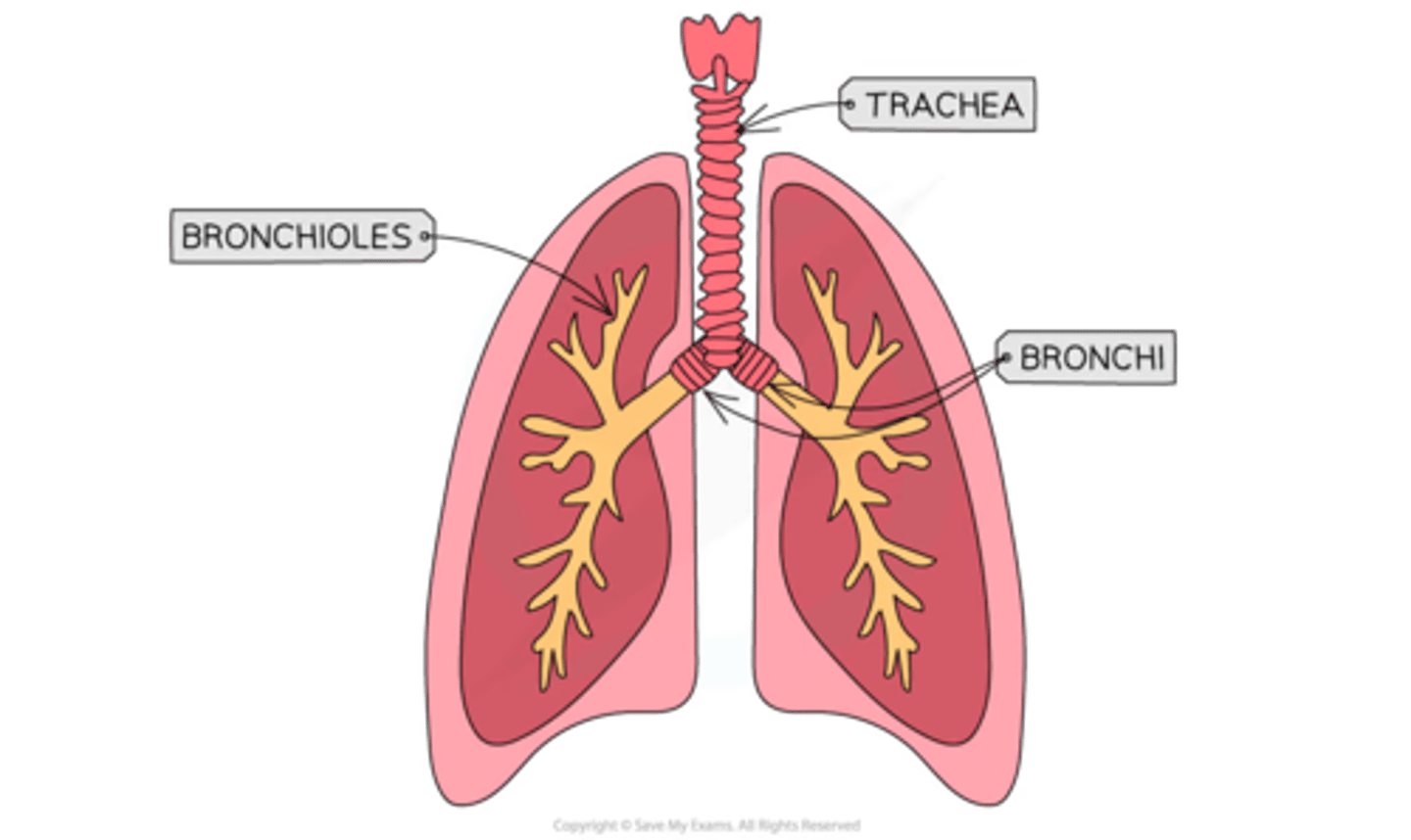 <p>trachea<br>bronchi <br>bronchioles</p>