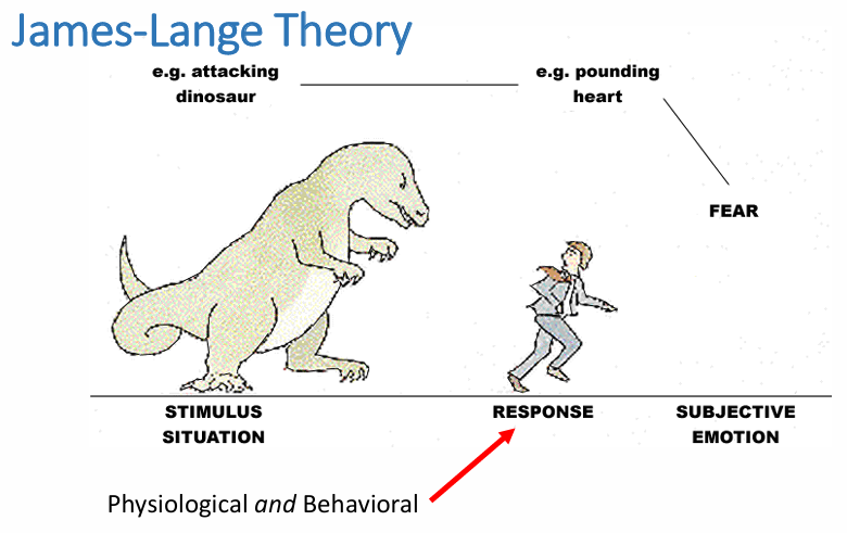 <p>Counters the Common-sense Theory</p><p>Emotions result from physiology</p><p>Perception (e.g. stimulus is dangerous!!) —&gt; Bodily arousal (e.g. pounding heart) —&gt; emotion (e.g. fear)</p><p>In other words, proposes that after seeing the dangerous thing, your heart begins to pound, which then leads to fear </p><ul><li><p>Common-sense theory says the fear comes before heart pounding</p></li></ul><p></p>