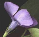 <p>Petals fused at base, separating partway up.</p>