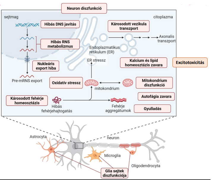 <p>Neuron diszfunkció</p><p>Excitotoxicitás</p><p>Hibás DNS javítás</p><p>Hibás RNS metabolizmus</p><p>Nukleáris export hiba</p><p>Károsodott fehérje homeosztázis</p><p>Oxidatív stressz</p><p>Mitokondrium diszfunkció</p><p>Autofágia zavara</p><p>Gyulladás</p><p>Kalcium és lipid homeosztázis zavara</p><p>Károsodott vezikula trasznport</p><p>Glia sejtek diszfunkciója</p>