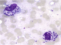 <p>What does this image show?</p>