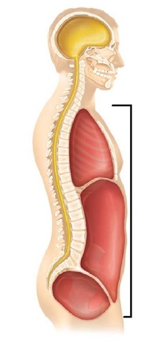 <p>largely on the anterior side of the body and has 2 main divisions (thoracic and abdominopelvic)</p>
