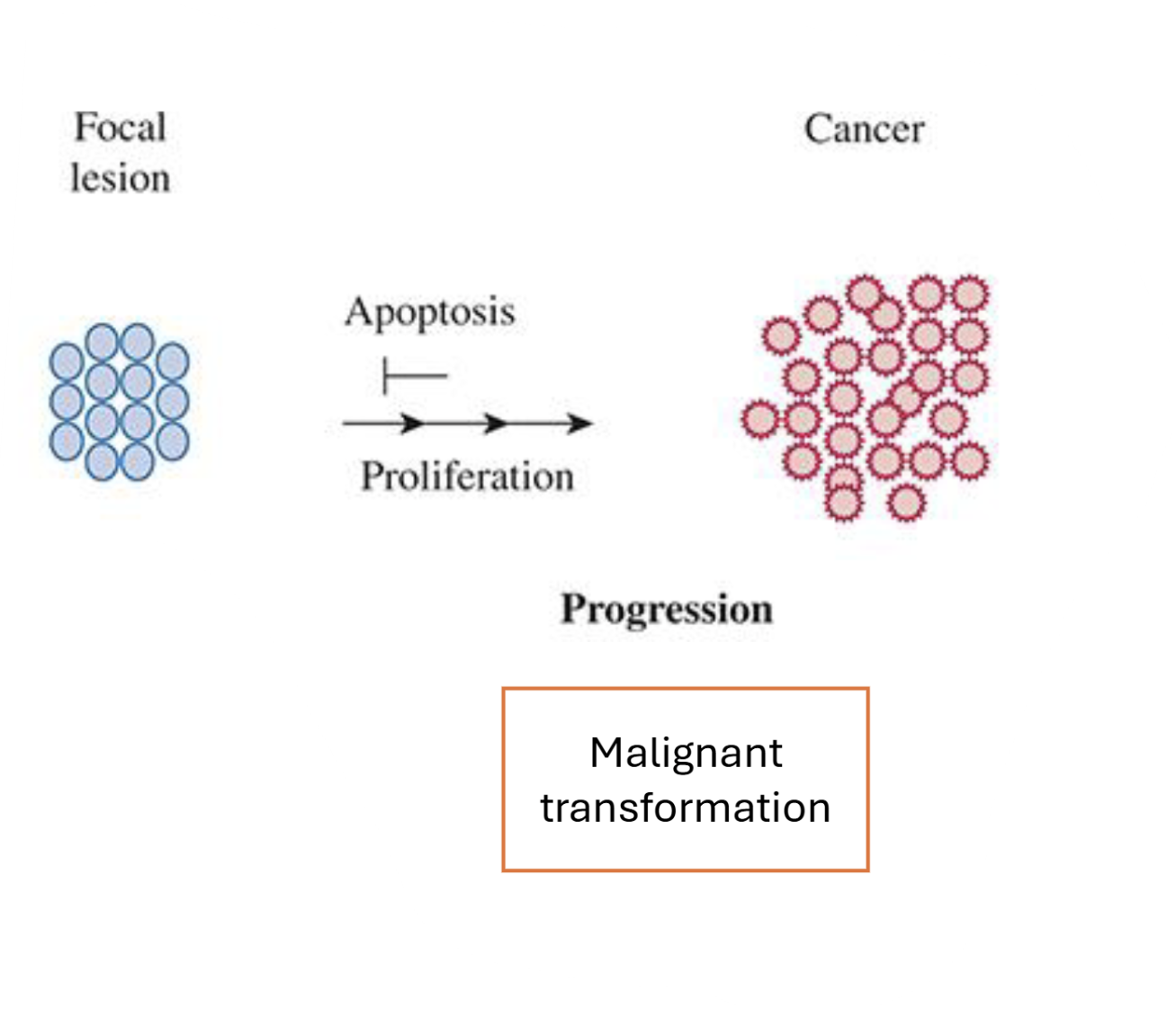 <p>Malignant transformation </p><p>More mutations acquired (or chromosome disarrangement)→ no longer reversible</p>
