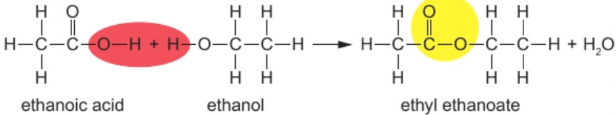 <p>atoms in red oval join together to form water</p><p>leave other atoms available to bond to form ester link</p>