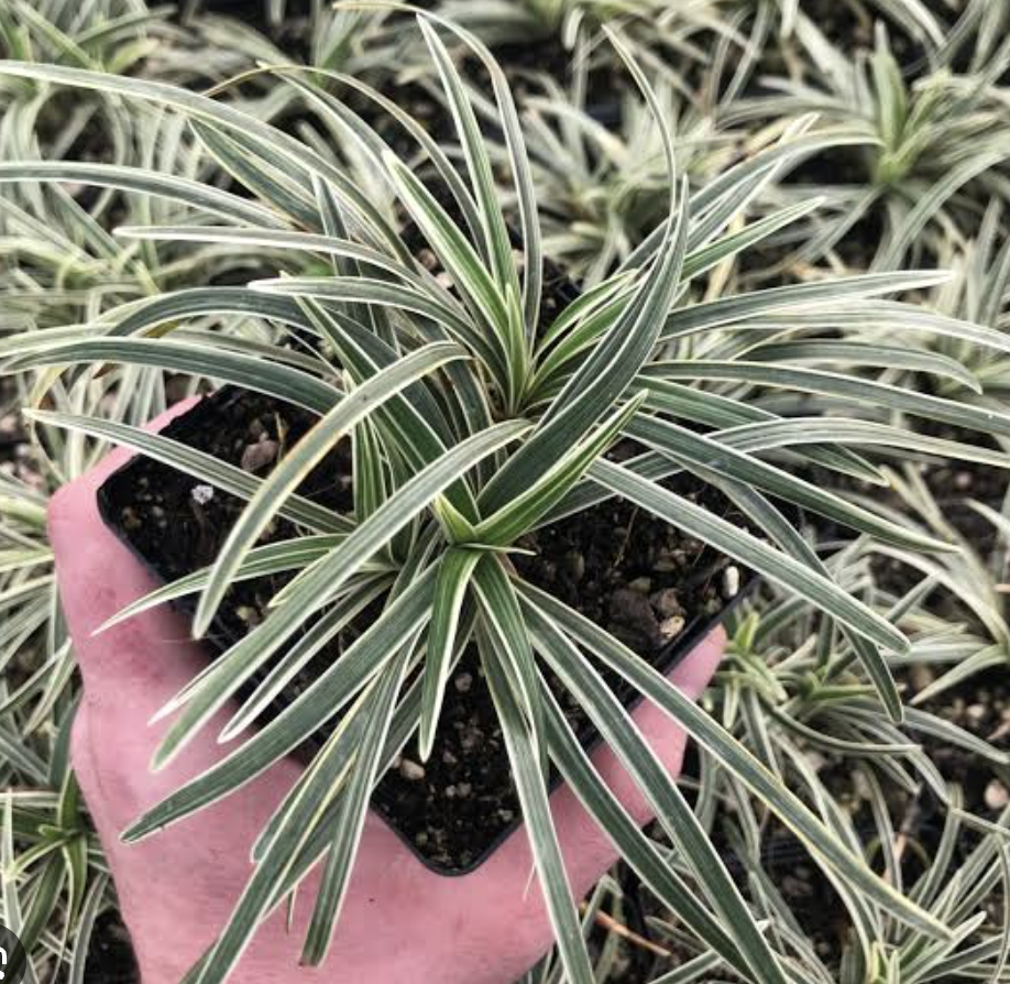 <p>Dwarf lilyturf</p>