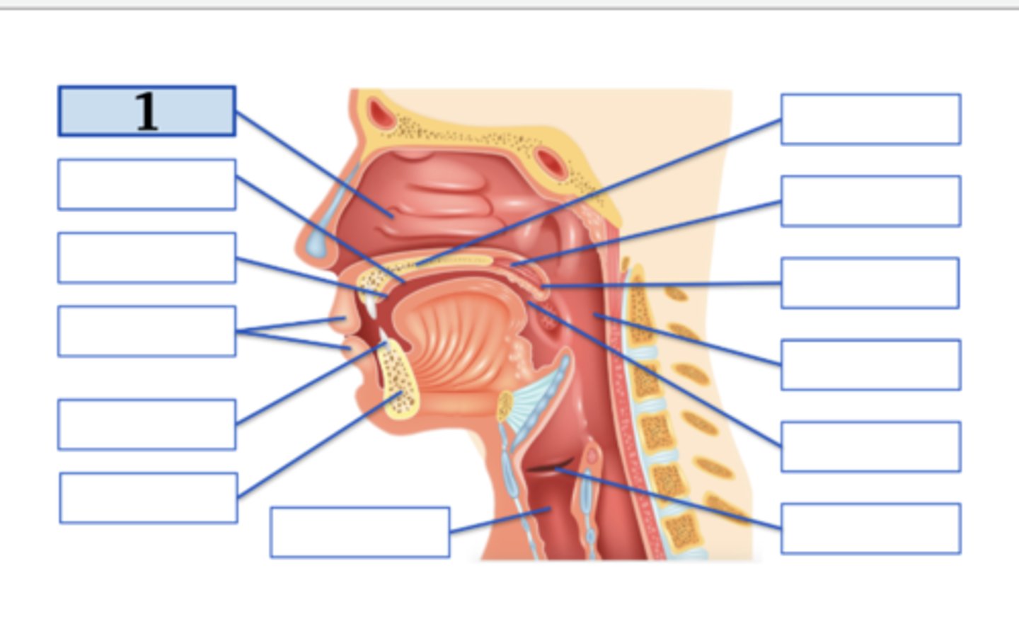 <p>nasal cavity</p>