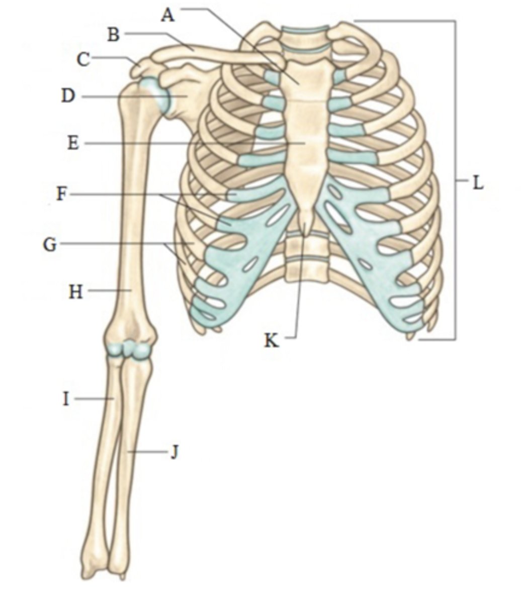 <p>Clavicle </p>