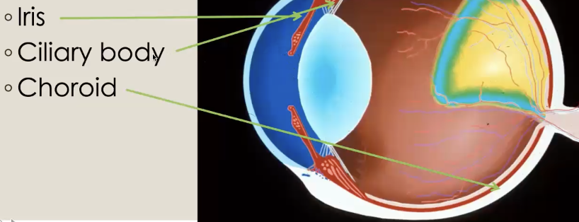 <p>Middle tunic of the eye</p><ol><li><p>Iris</p></li><li><p>Ciliary body</p></li><li><p>Choroid</p></li></ol><p></p>