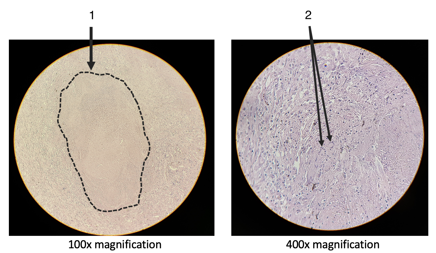 <p>What are these slides showing?</p>