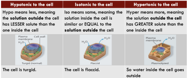 <p>Hypo means less, meaning the solution outside the cell has LESSER solute than the one inside the cell</p><p>Iso means same, meaning the Hyper means more, meaning solution inside the cell is the solution outside the cell</p><p>similar or EQUAL to the has GREATER solute than the solution outside the cell one inside the cell</p>