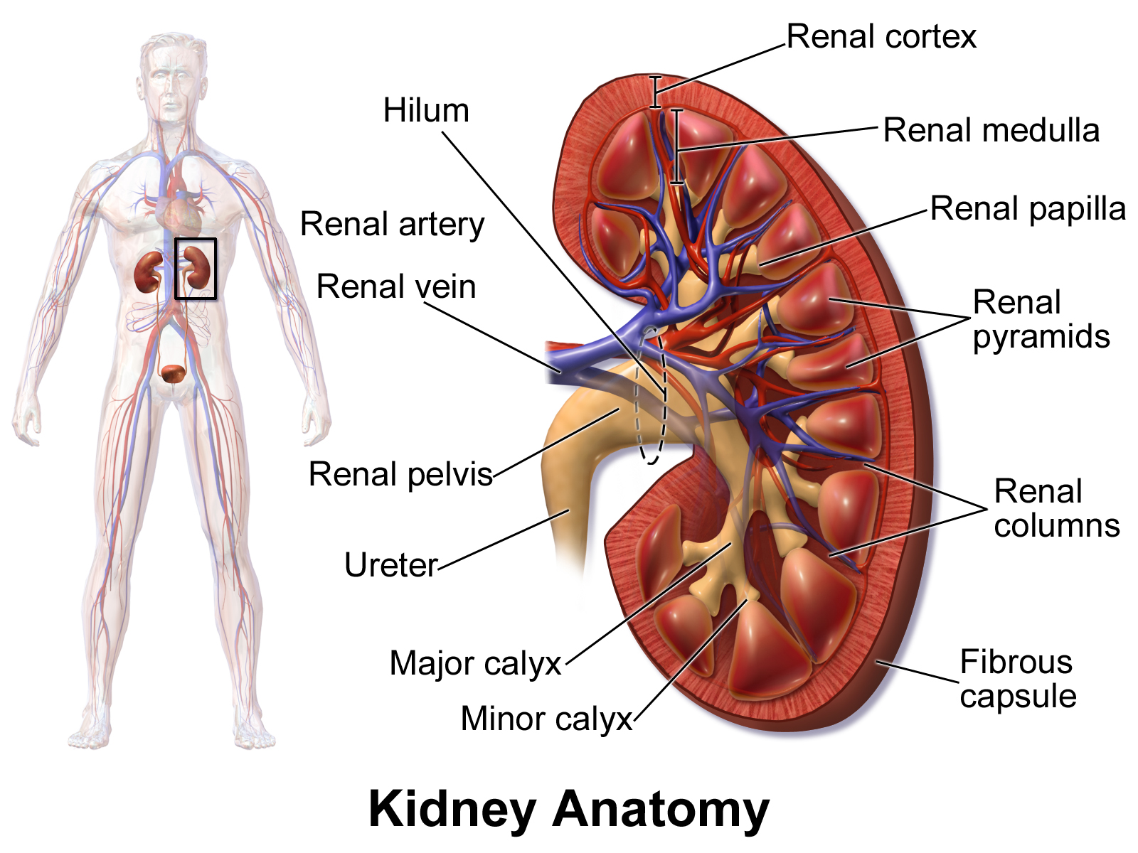 <ul><li><p>ureters</p></li><li><p>renal blood vessels</p></li><li><p>lymphatics</p></li></ul><p></p>