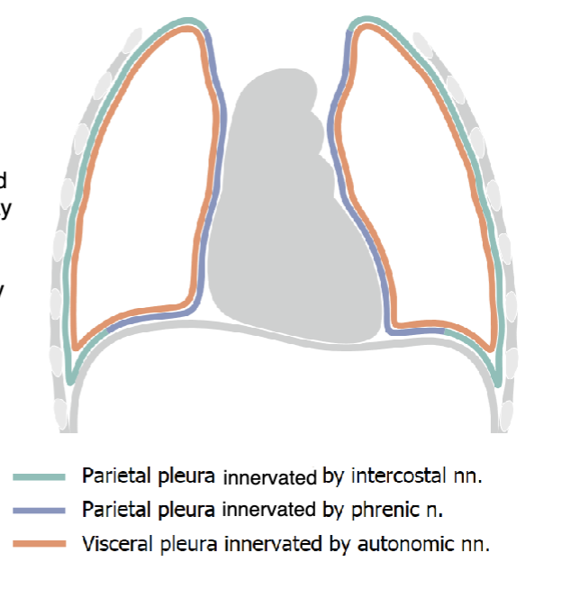 <p>the visceral pleura is sensitive to _____ pain</p>