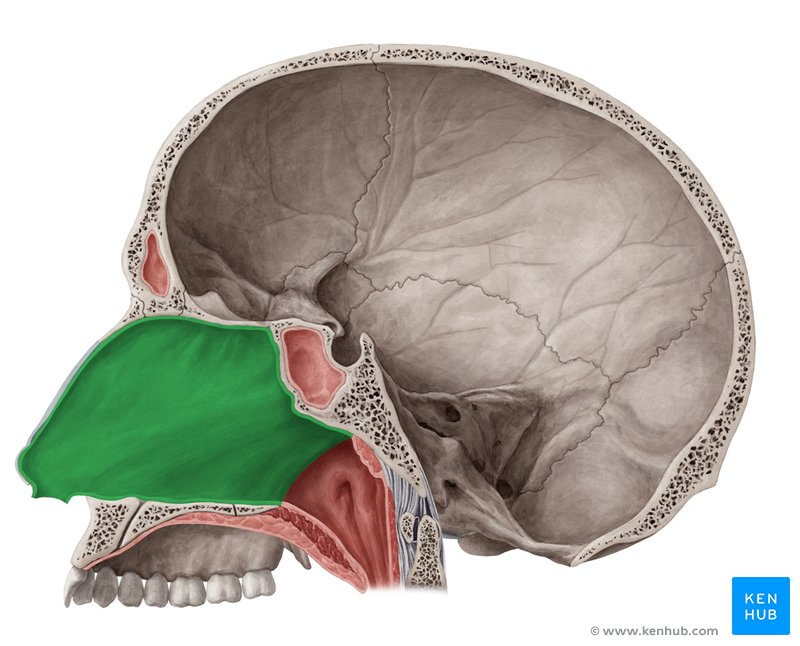 <p>Uppermost part of respiratory system; functions to warm and moisten air</p>