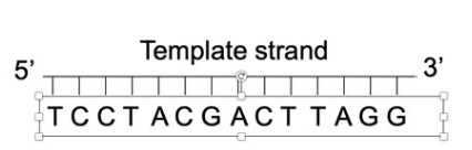<p><span>From the<strong> template strand shown in the figure</strong>, which one is the <strong>correct primer to use in PCR? </strong></span></p><p><span>a) TCCTA</span></p><p><span>b) T T A G G</span></p><p><span>c) G G A T T</span></p><p><span>d) C C T A A</span></p><p><span>e) A G G A T</span></p>