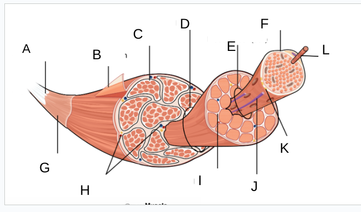 <p>C</p>