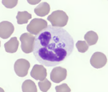 <ol start="49">
<li>What does wbcs look like?</li>
</ol>