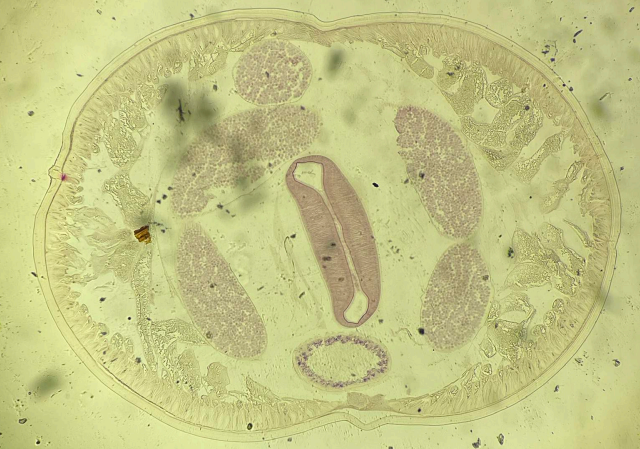 <p>give species name and sex</p>