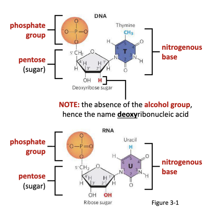 <ol><li><p>a nitrogenous base (varies by nucleotide identity) </p></li><li><p>a five-carbon “pentose” sugar</p></li><li><p>phosphate group(s)</p></li></ol><p></p>