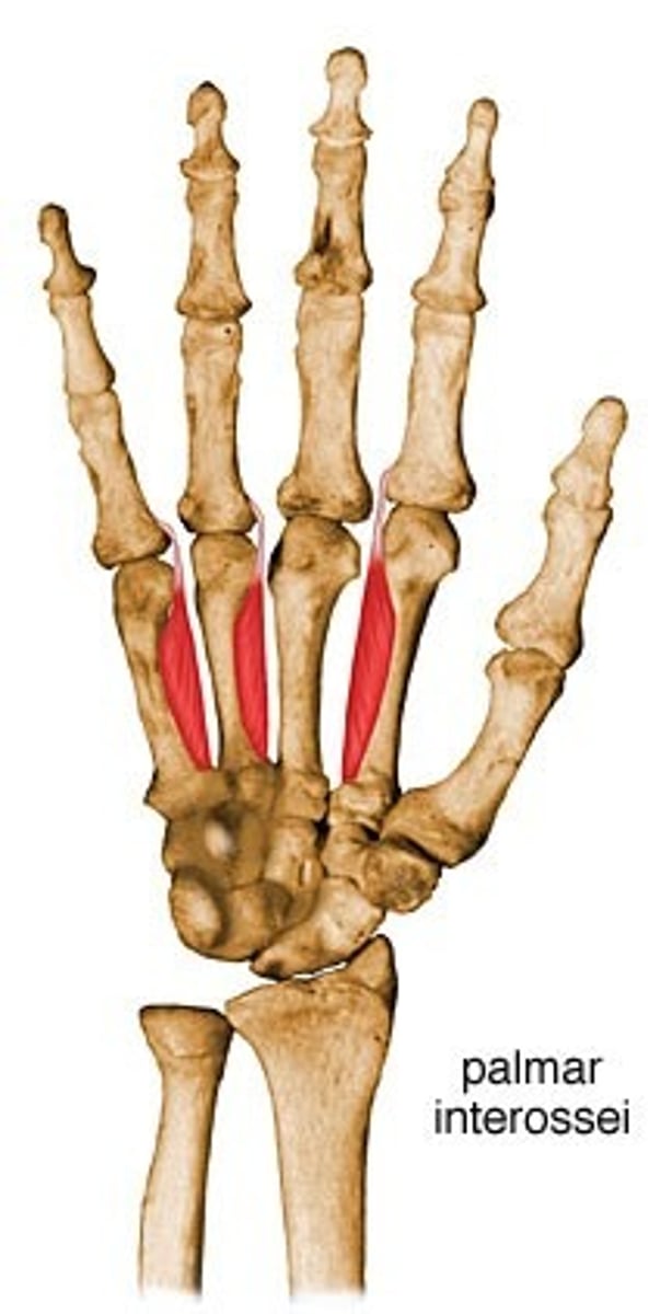 <p>Origin Sides of metacarpals facing midline</p><p>Insertion Bases of proximal phalanges, extensor expansions</p><p>Nerve Deep branch of ulnar nerve</p><p>Actions Adduction, flexion and extension of fingers</p><p>Antagonist Dorsal interossei</p>