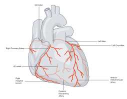<p>What circulation does this involve?</p>