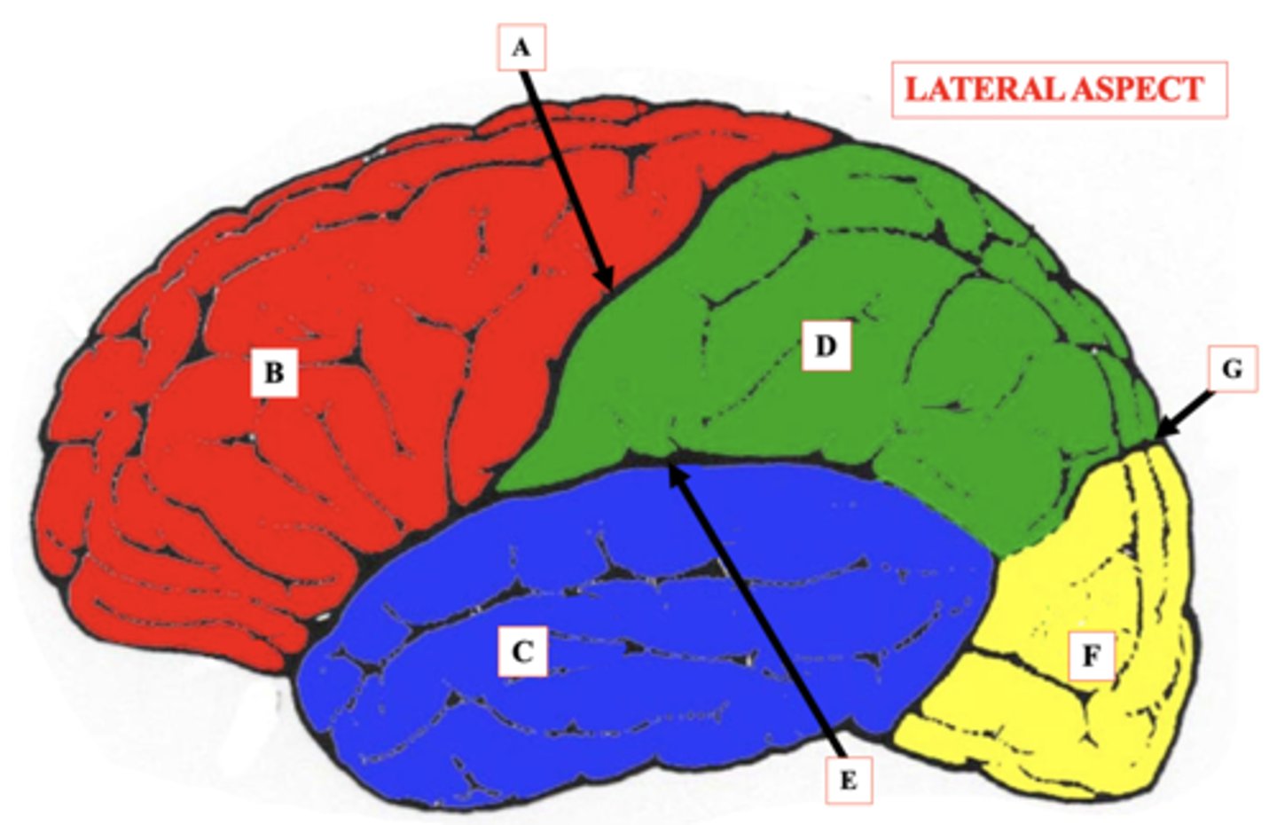 <p>Identify C.</p>