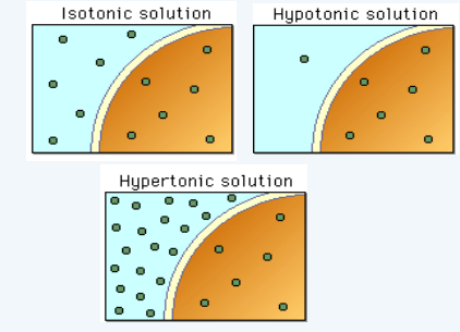 <p>the concentration of a solution as compared to another solution</p>