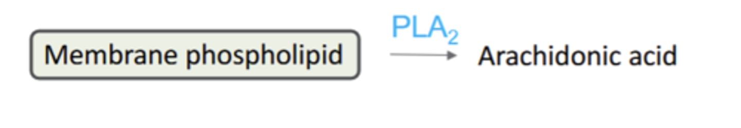 <p>initiated by Ca2+ dependent translocation of PLA2 from cyrosol membrane</p>