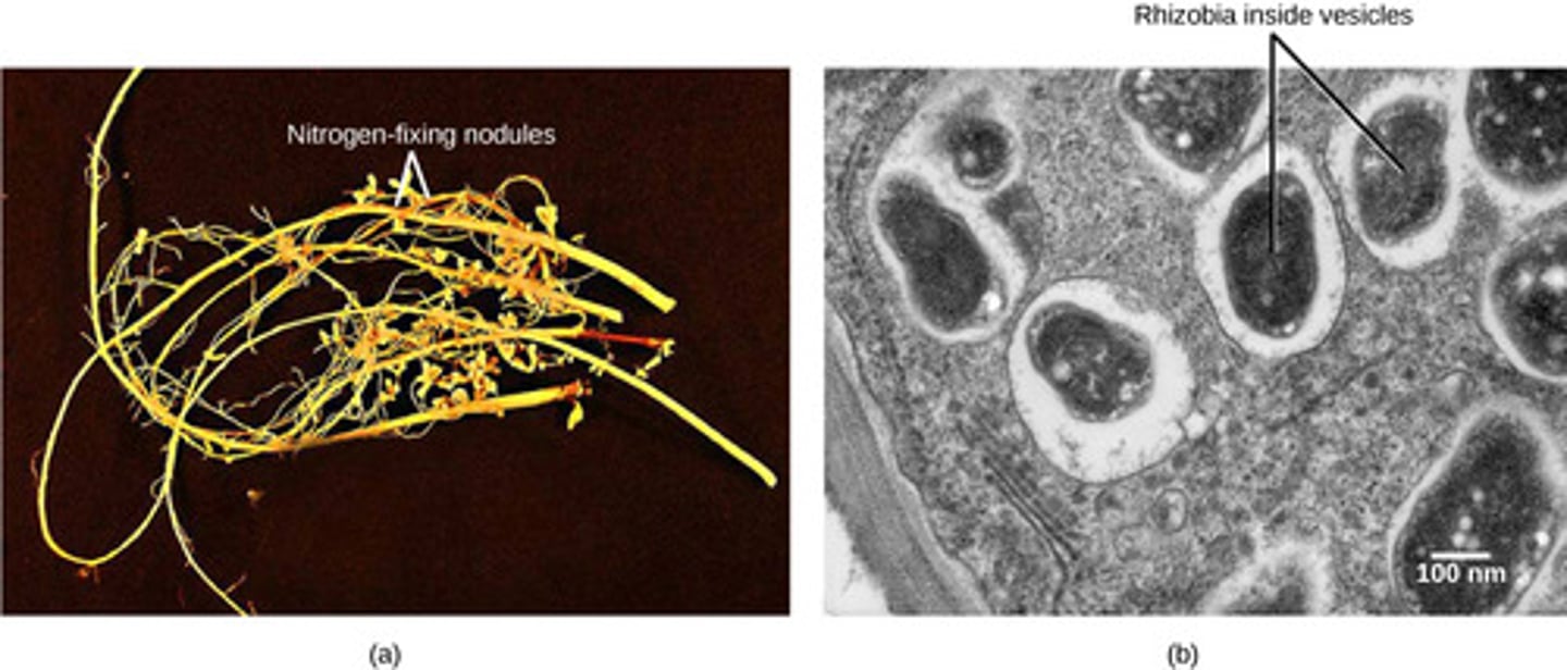 <p>nodules of plants<br><br>(Note: a form of mutualism)</p>