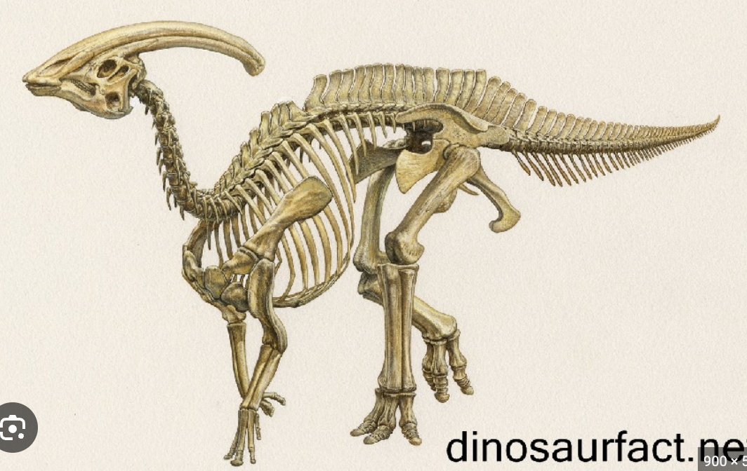<p>Genus</p>