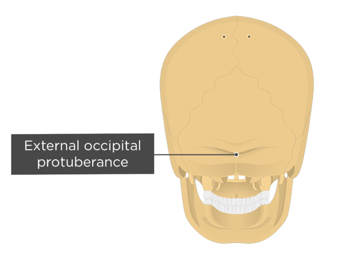 in occipital bone